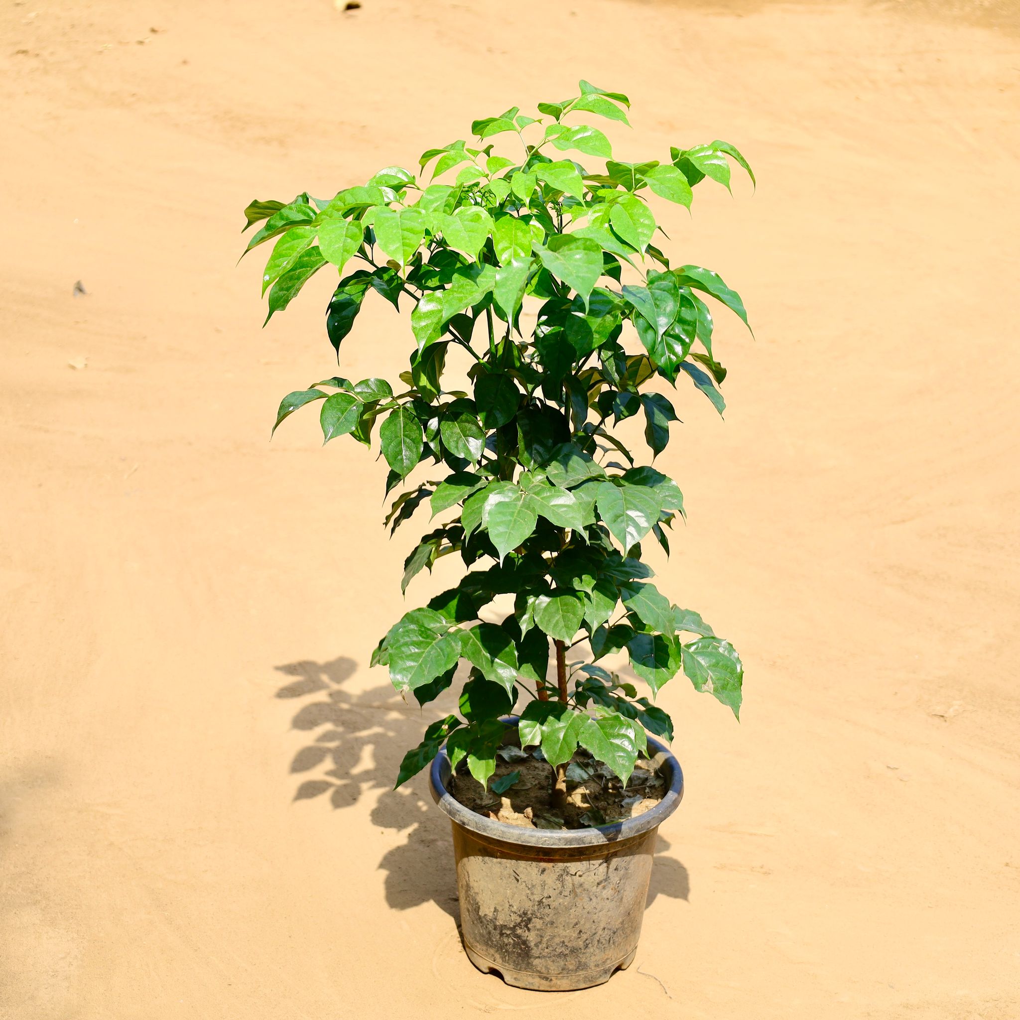 China Doll / Radermachera in 10 Inch Nursery Pot