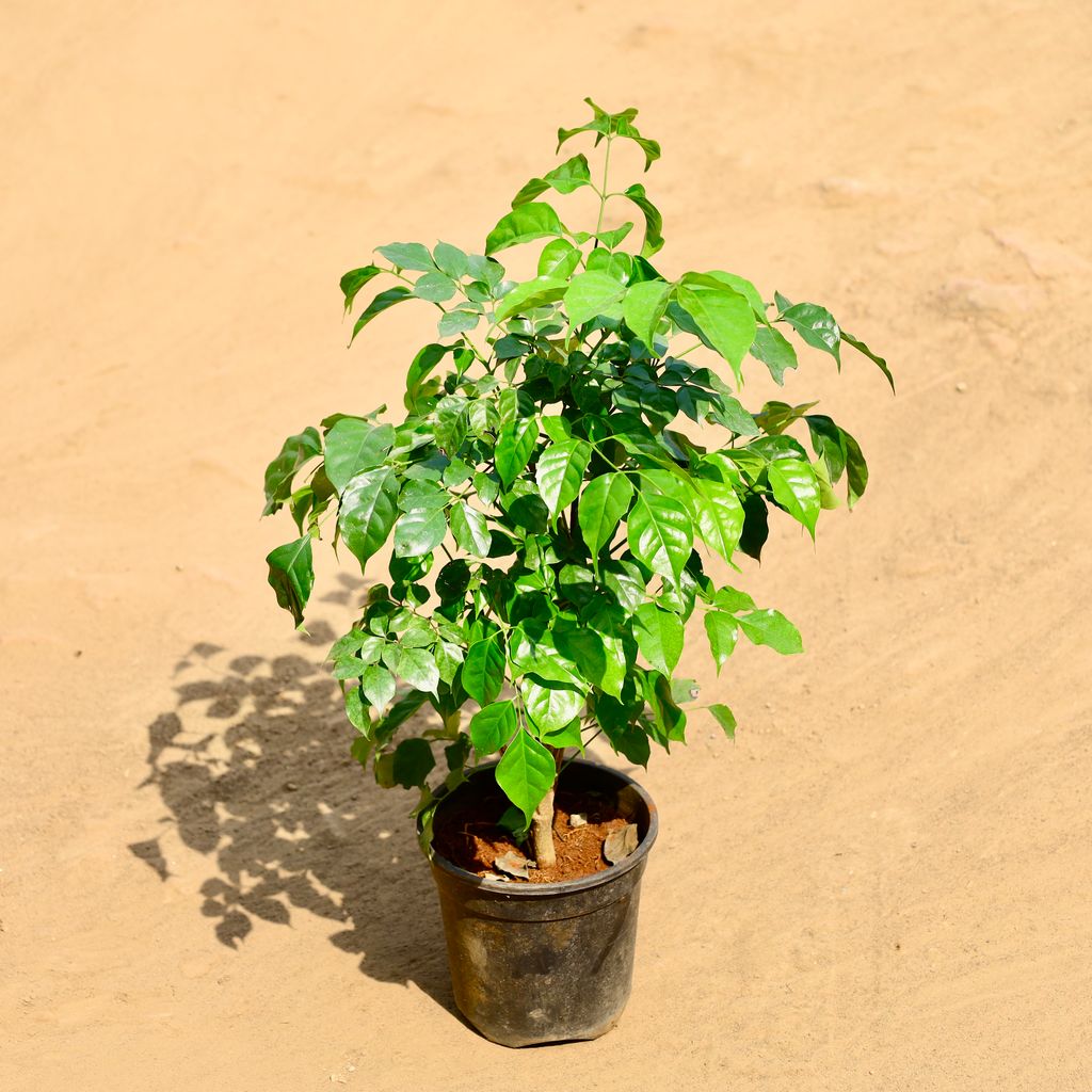 Buy China Doll / Radermachera in 6 Inch Nursery Pot Online | Urvann.com China Doll / Radermachera in 6 Inch Nursery Pot