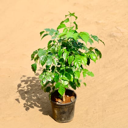 Buy China Doll / Radermachera in 6 Inch Nursery Pot Online | Urvann.com