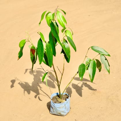 Buy Cinnamon / Dal Chini in 5 Inch Nursery bag Online | Urvann.com