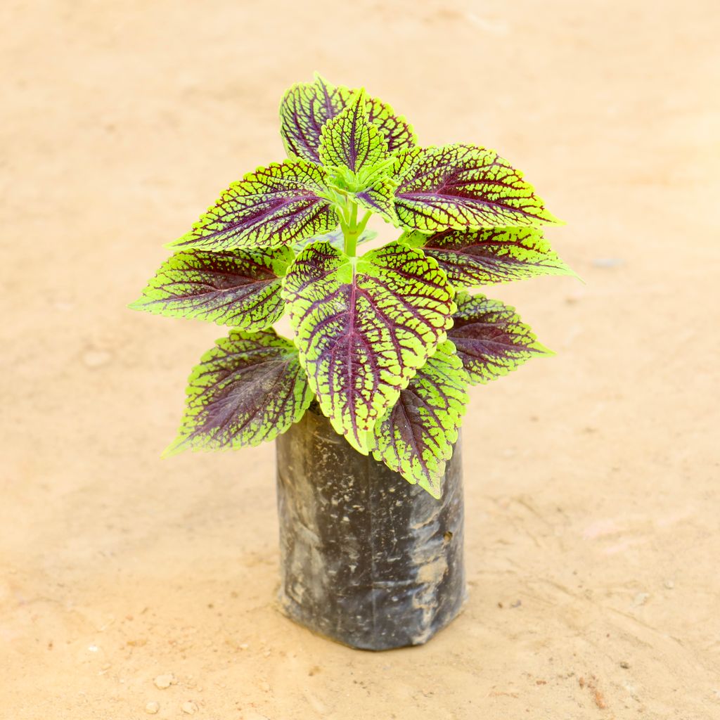 Buy Coleus (Any Color) in 4 Inch Nursery bag Online | Urvann.com Coleus (Any Color) in 4 Inch Nursery bag