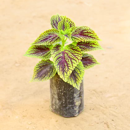 Buy Coleus (Any Color) in 4 Inch Nursery bag Online | Urvann.com
