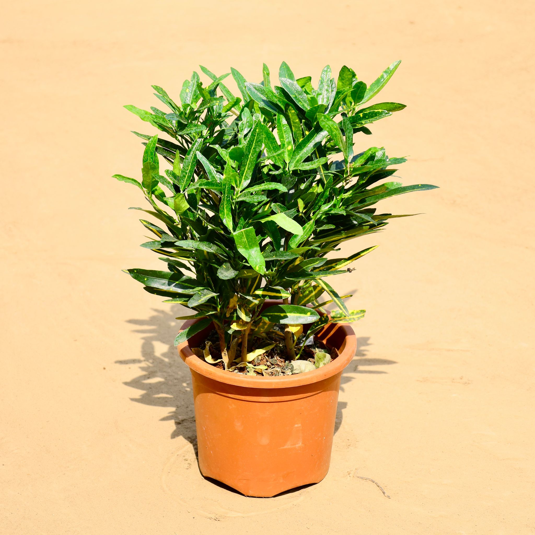 Croton Gold Star in 8 Inch Nursery Pot