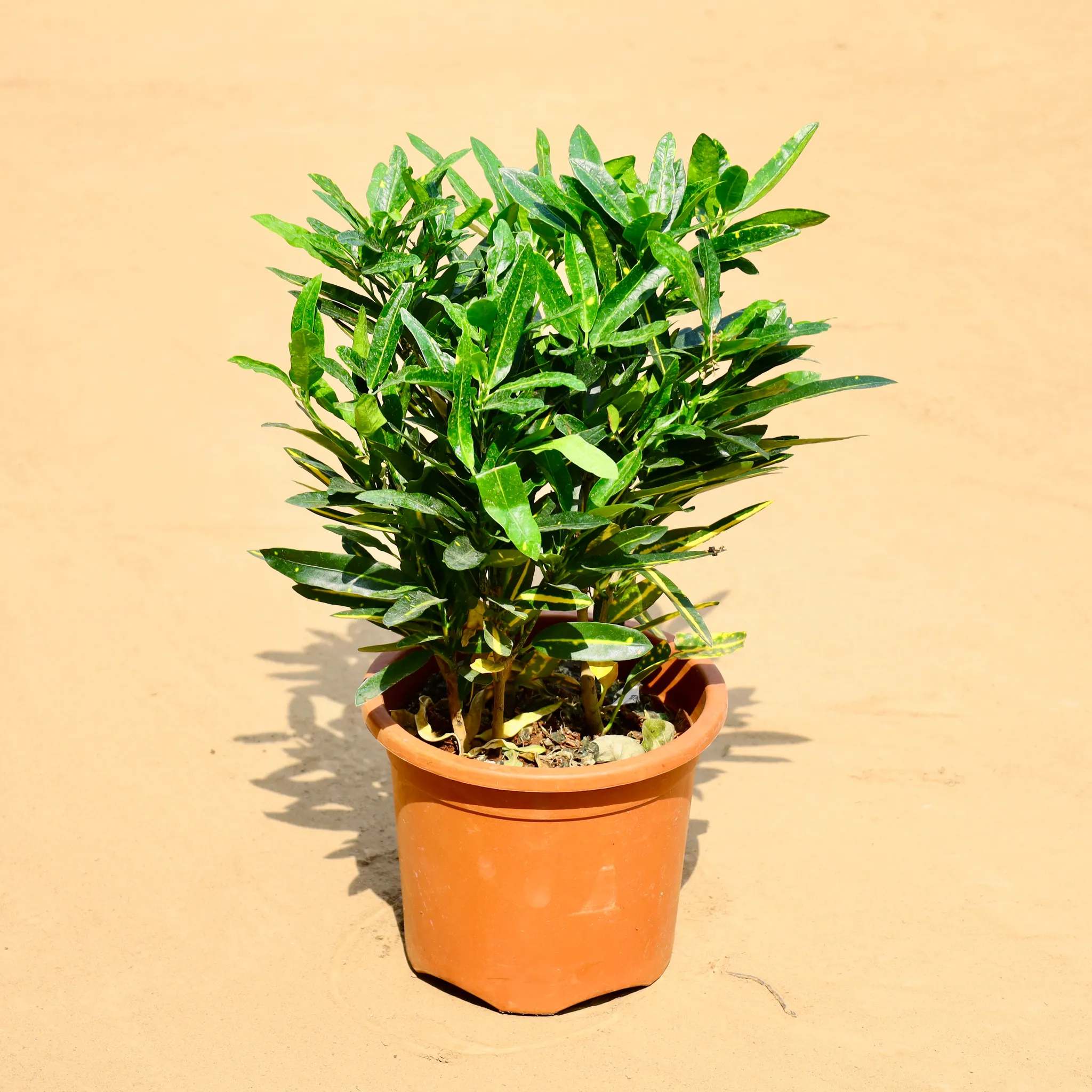 Croton Gold Star in 8 Inch Nursery Pot