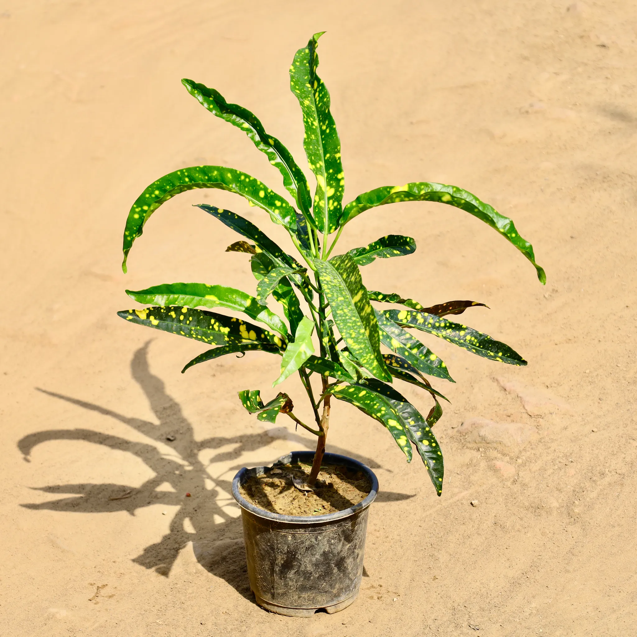 Croton Long Leaf in 6 Inch Nursery Pot