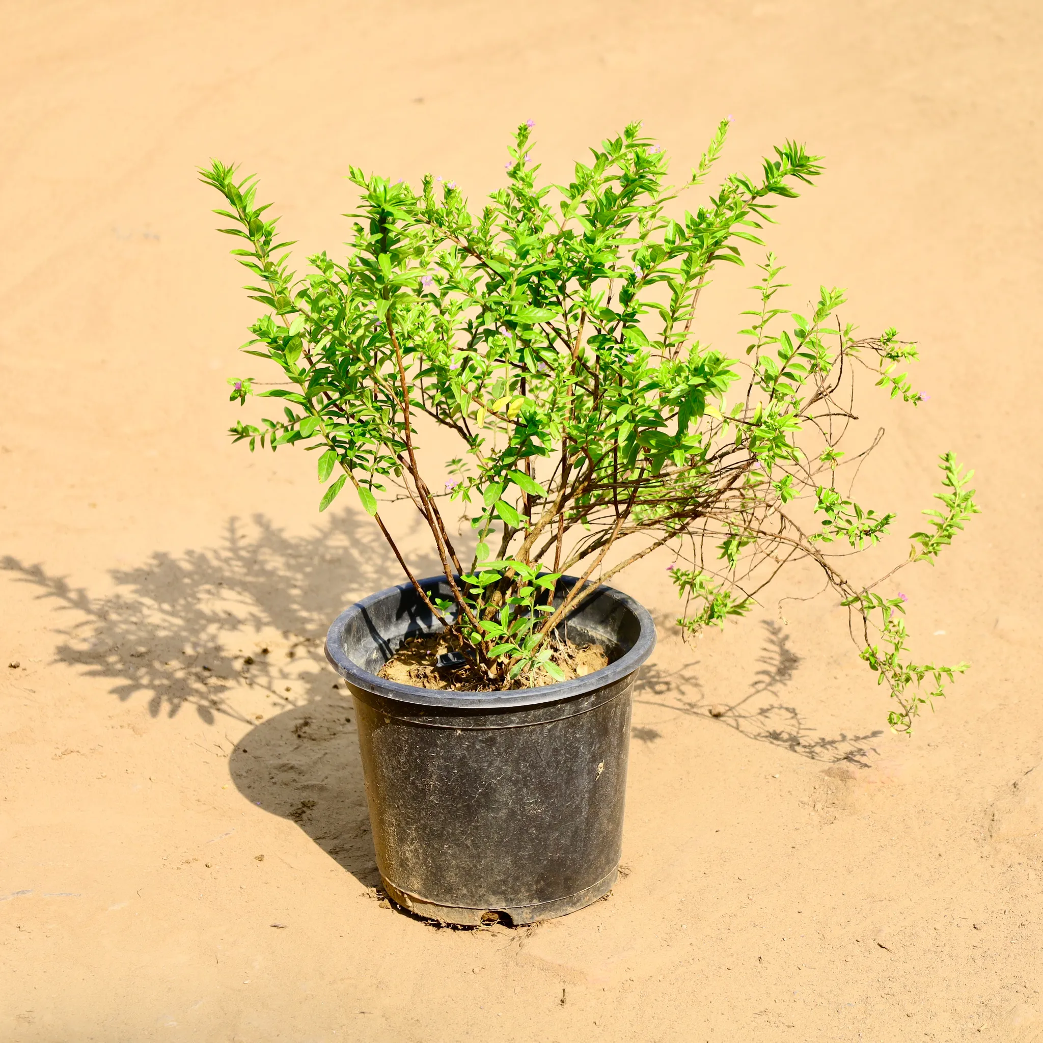Cuphea / False Heather (Any Colour) in 8 Inch Nursery Pot