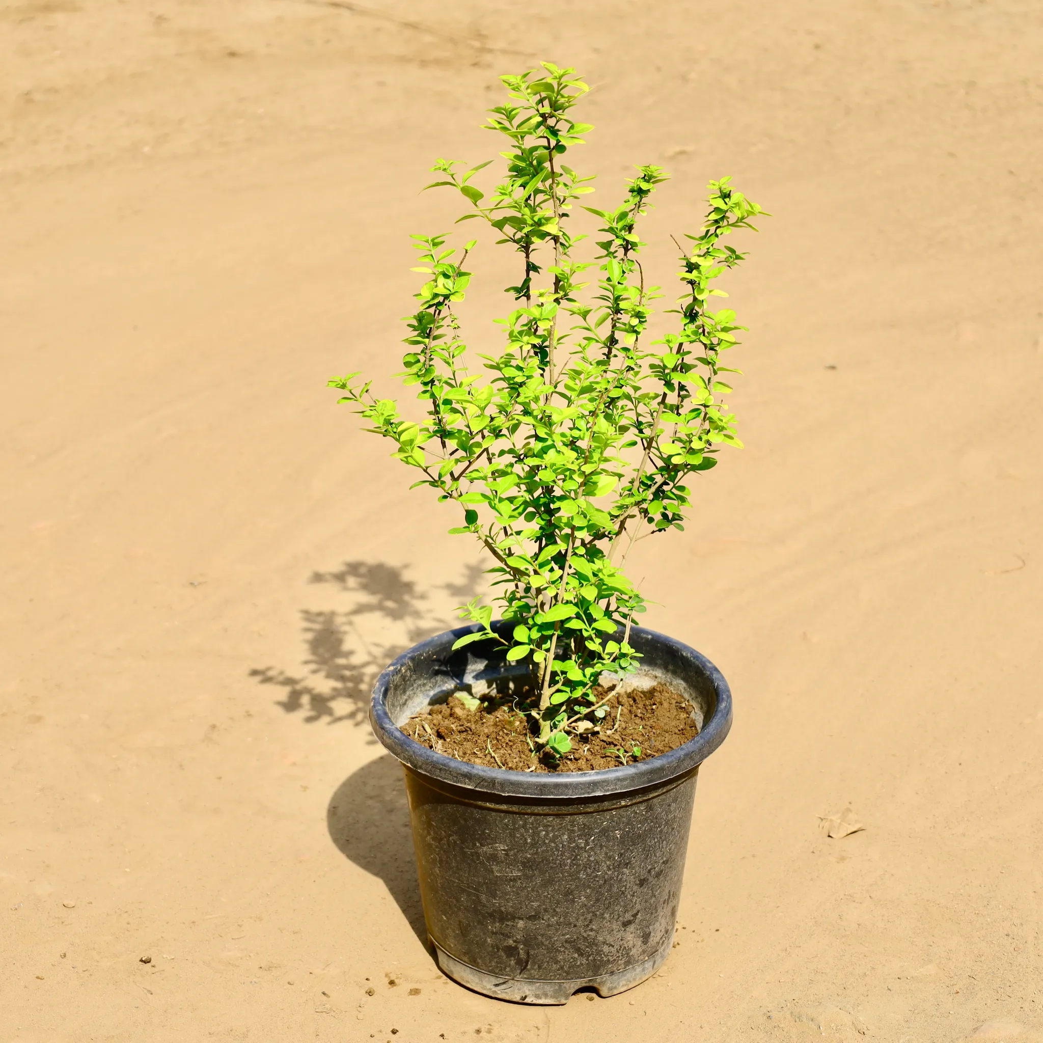 Cuphea / False Heather (Any Colour) in 10 Inch Nursery Pot