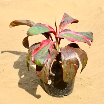 Buy Dracaena Mahatma in 6 Inch Nursery Pot Online | Urvann.com