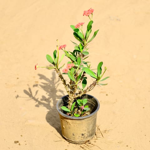 Euphorbia Plant in 6 Inch Nursery Pot