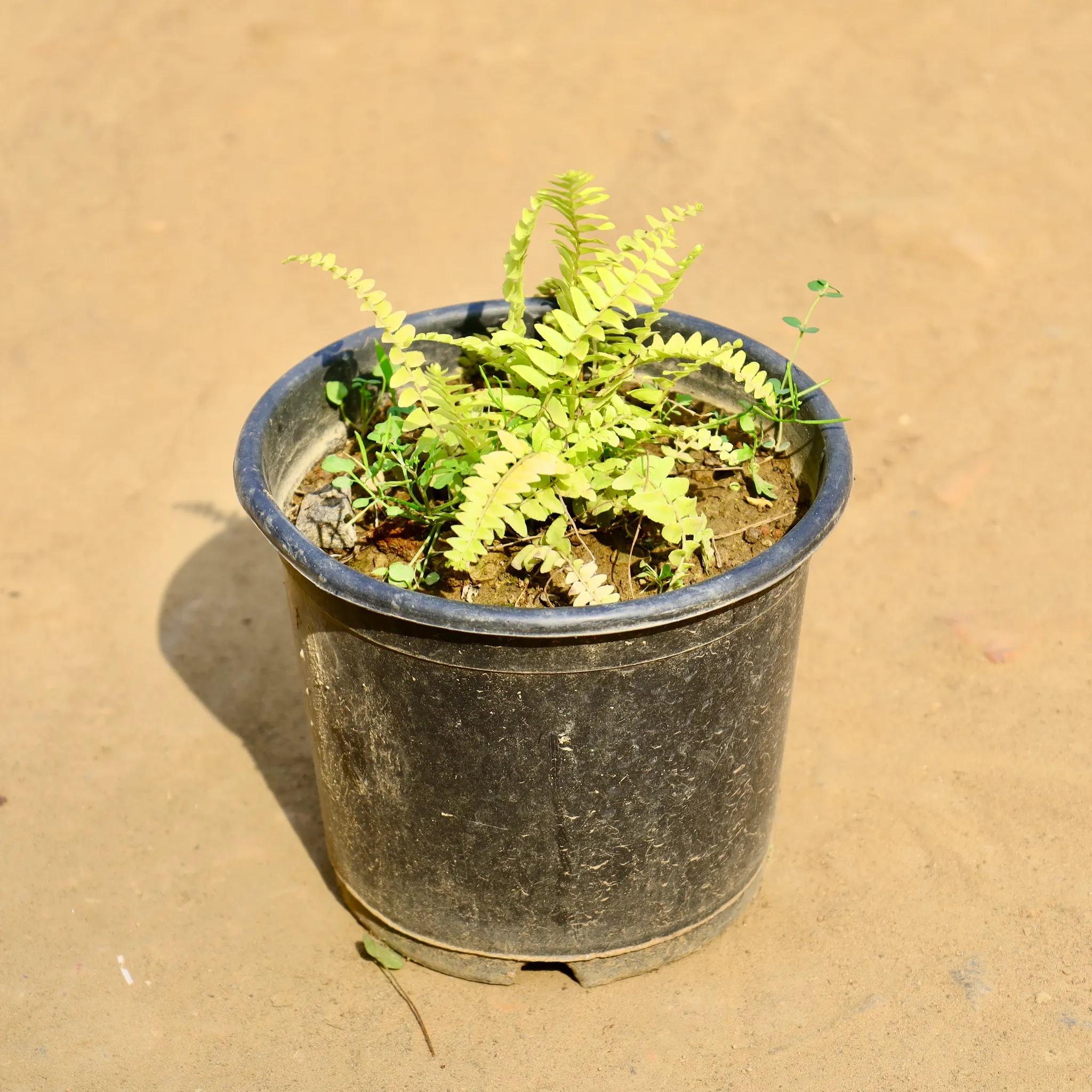Fern Golden in 6 Inch Nursery Pot