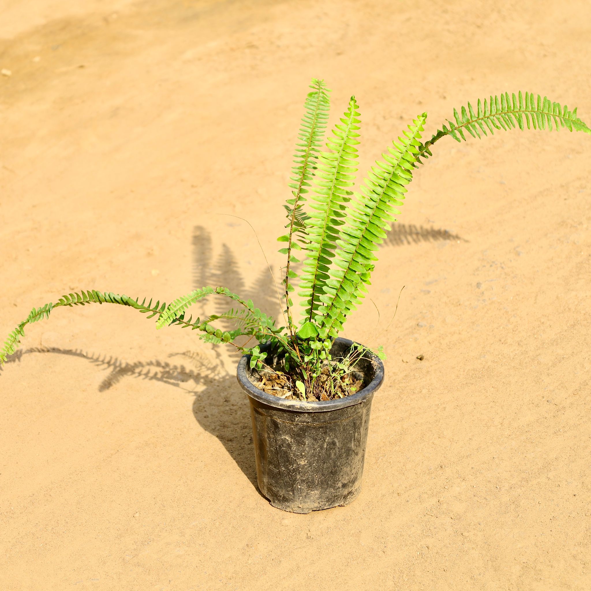 Fern Green in 8 Inch Nursery Pot
