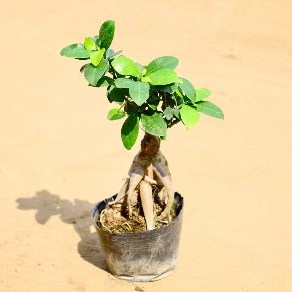 Buy Ficus Bonsai in 4 Inch Nursery bag Online | Urvann.com Ficus Bonsai in 4 Inch Nursery bag