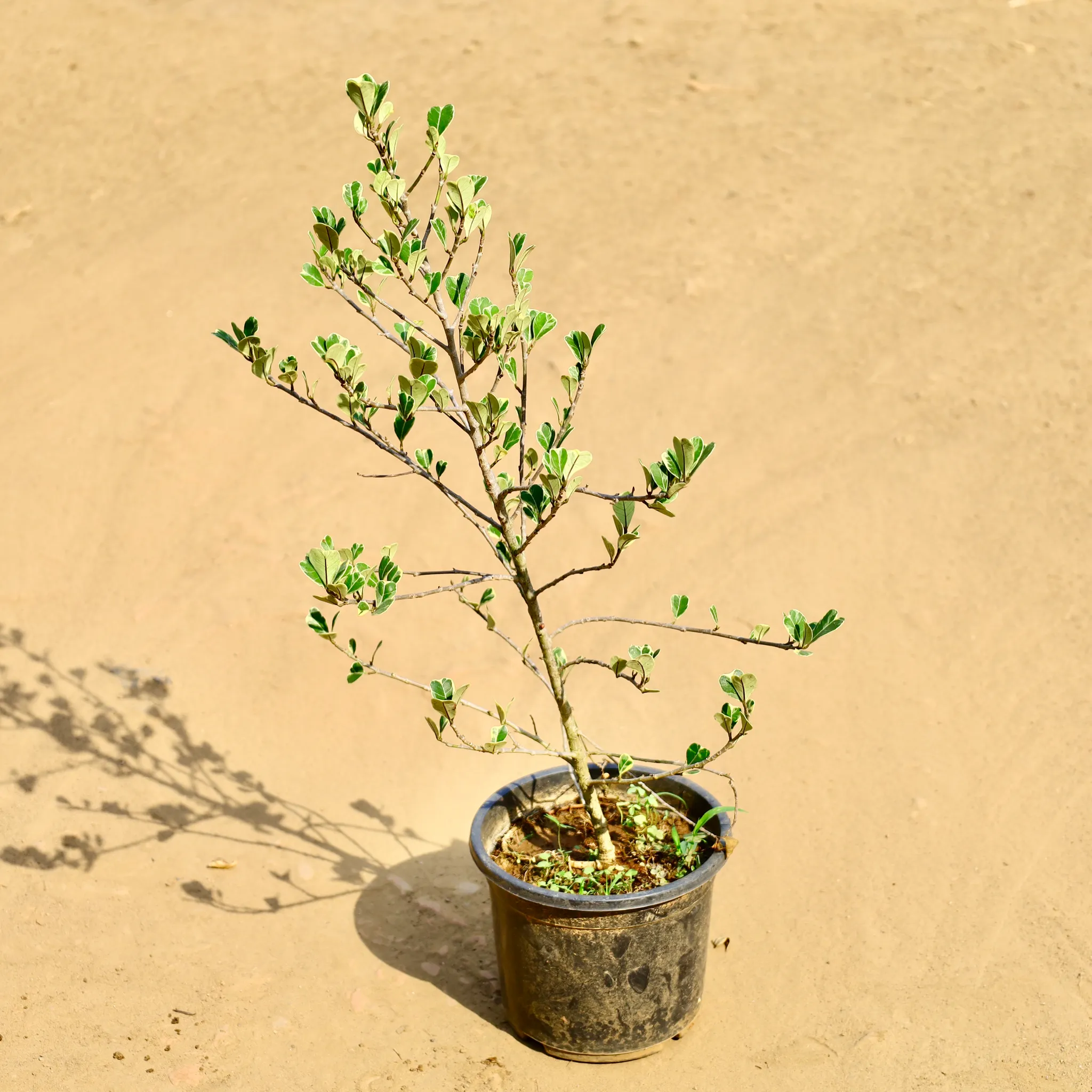Ficus Heart Shaped Leaf in 6 Inch Nursery Pot