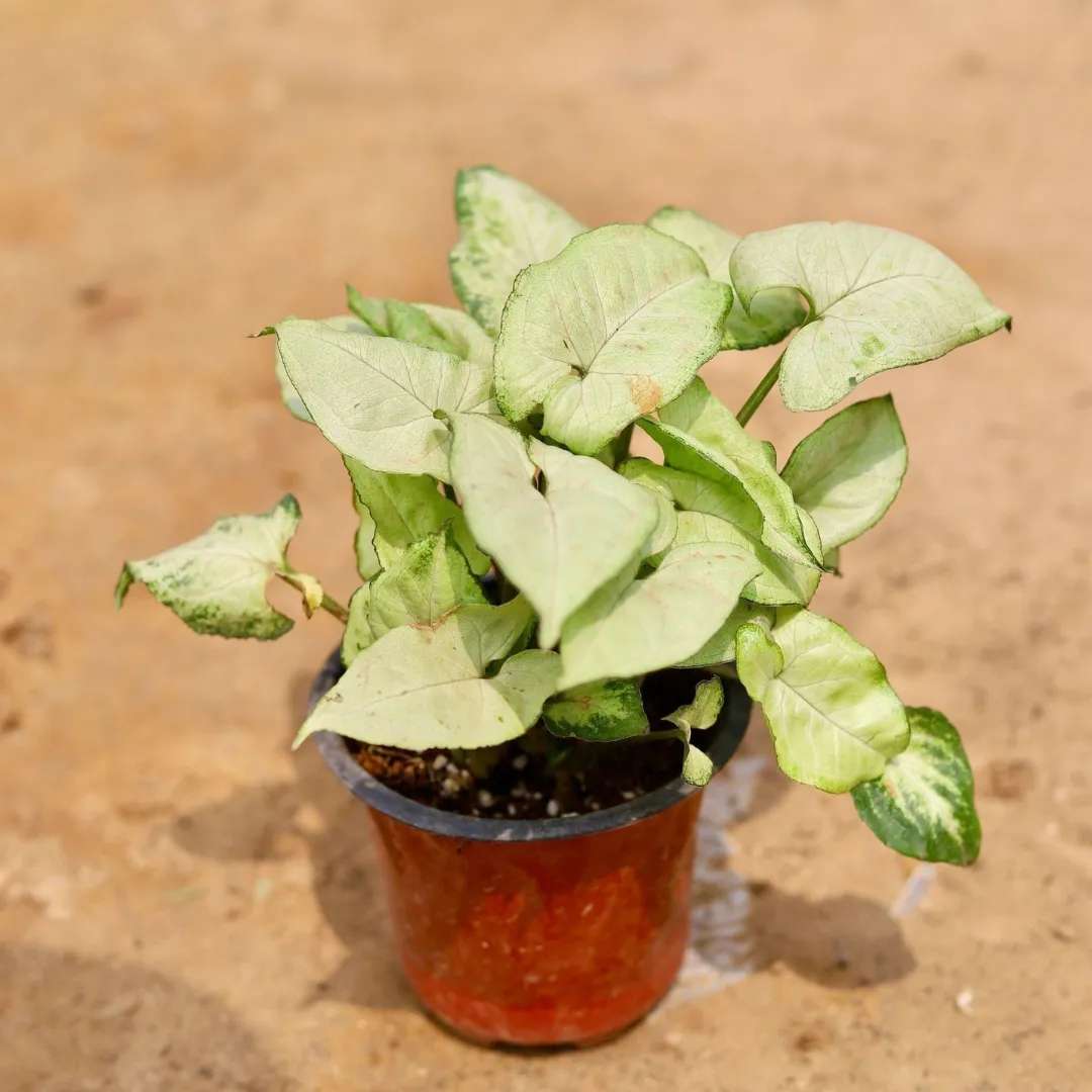 Syngonium White in 4 Inch Nursery Pot