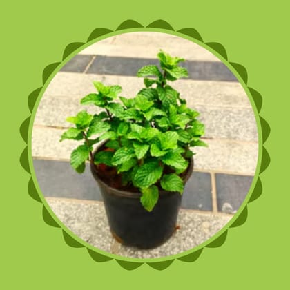 Free Gift - Mint in 4 Inch Nursery Pot - Flash Sale
