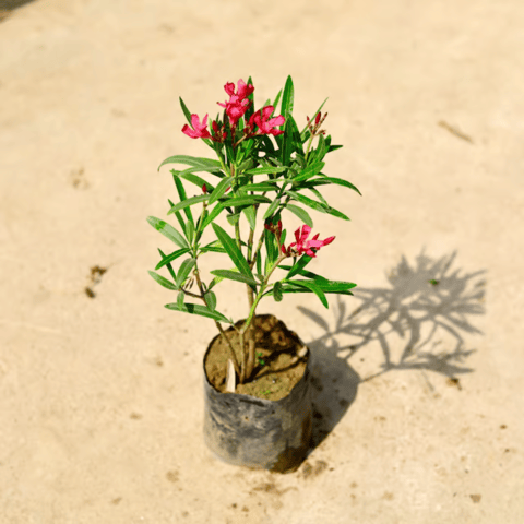 Kaner / Oleander Pink Dwarf in 6 Inch Nursery Bag