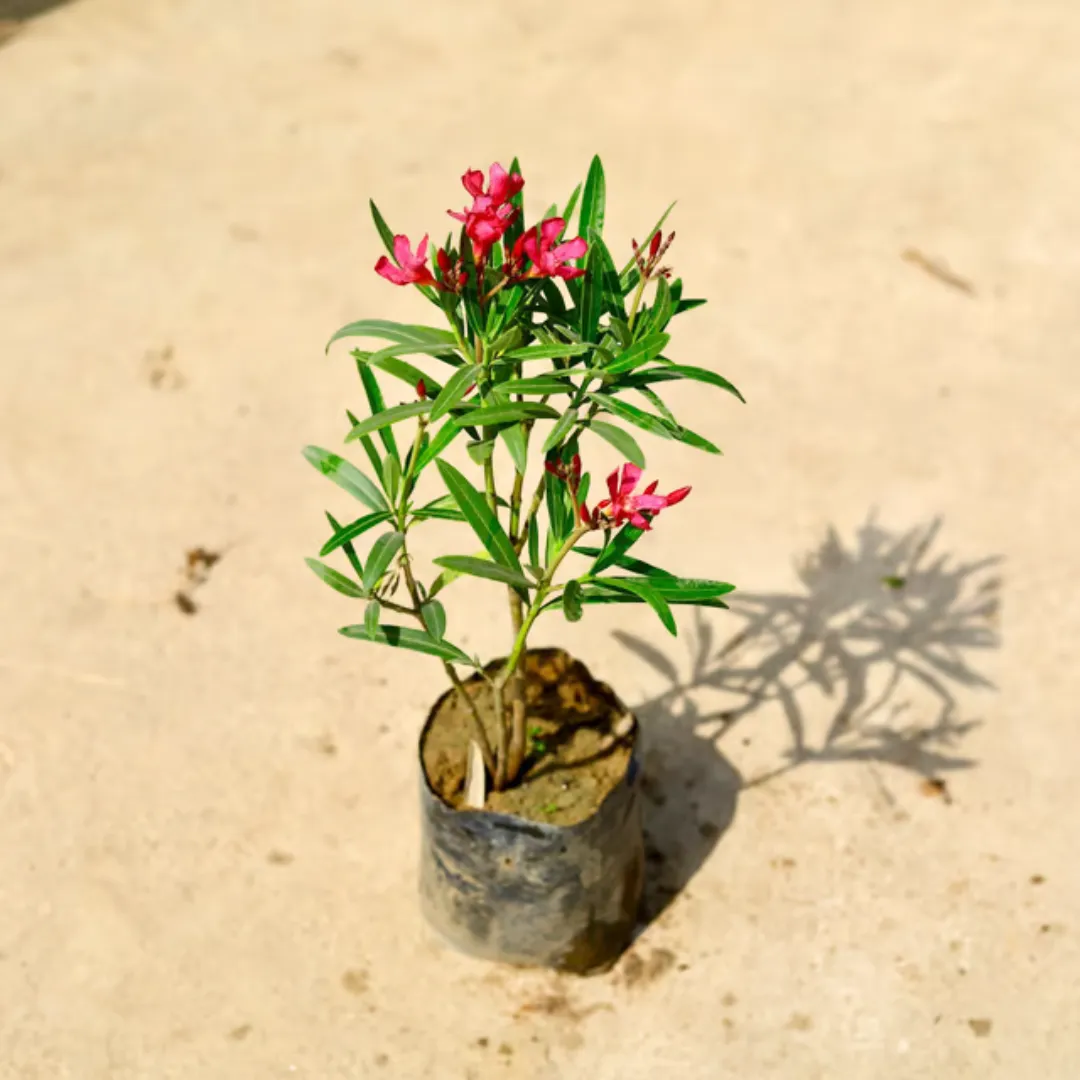 Kaner / Oleander Pink Dwarf in 6 Inch Nursery Bag