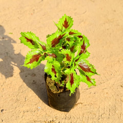 Coleus (any colour) in 4 Inch Nursery Bag
