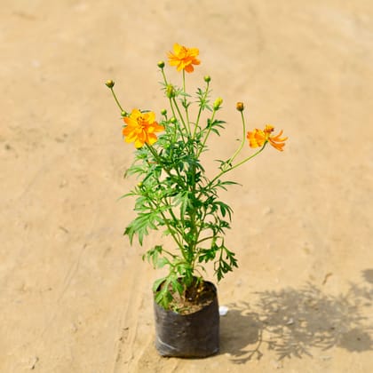 Cosmos (Any Colour) in 4 Inch Nursery Bag
