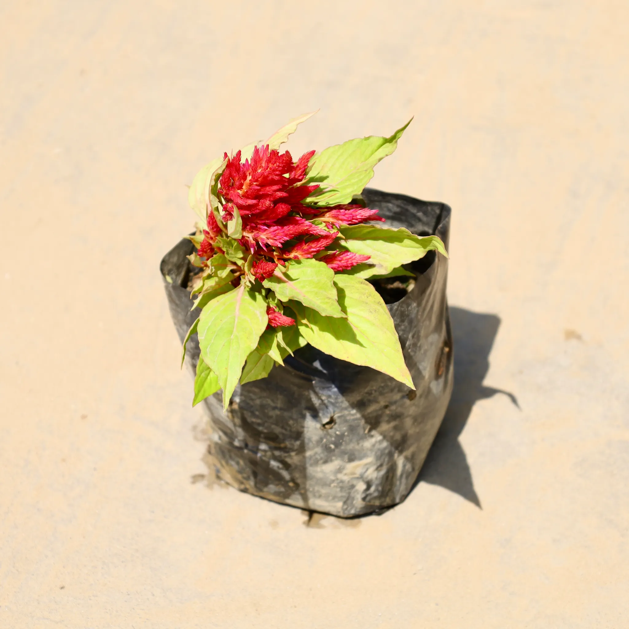 Celosia / Cockscomb (any colour) in 4 Inch Nursery Bag