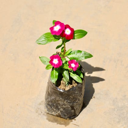 Buy Periwinkle / Sadabahar / Vinca (any colour) in 4 Inch Nursery Bag Online | Urvann.com