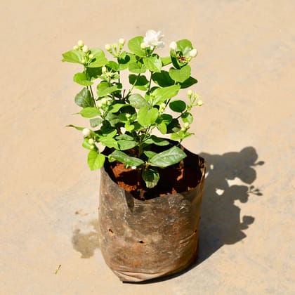 Buy Mogra / Jasmine Dwarf (any colour) in 8 Inch Nursery Bag Online | Urvann.com