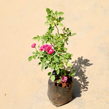 Buy Miniature Rose / Gulab (any colour) in 8 Inch Nursery Bag Online | Urvann.com