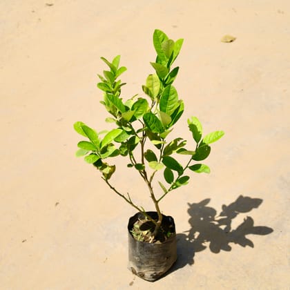 Buy Lemon Kagzi in 4 Inch Nursery Bag Online | Urvann.com