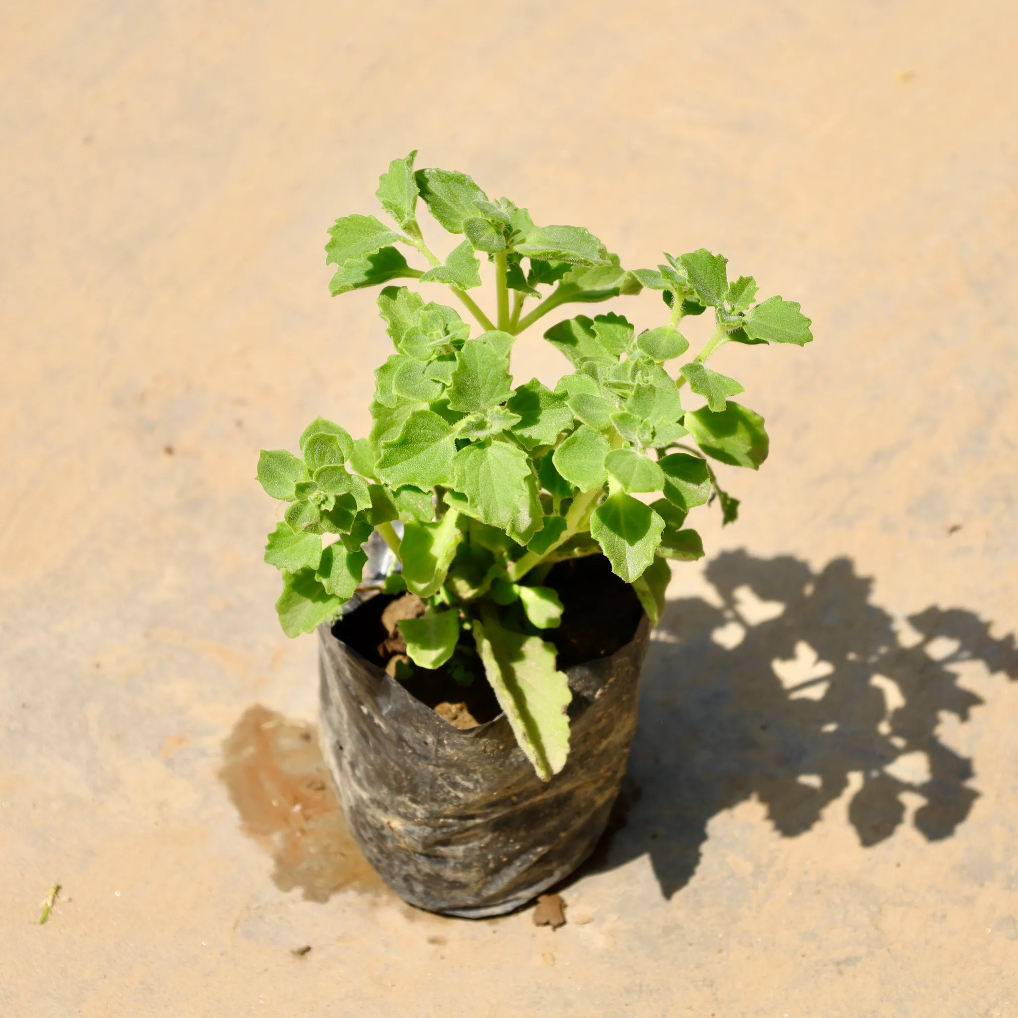 Ajwain Plant in 4 Inch Nursery Bag