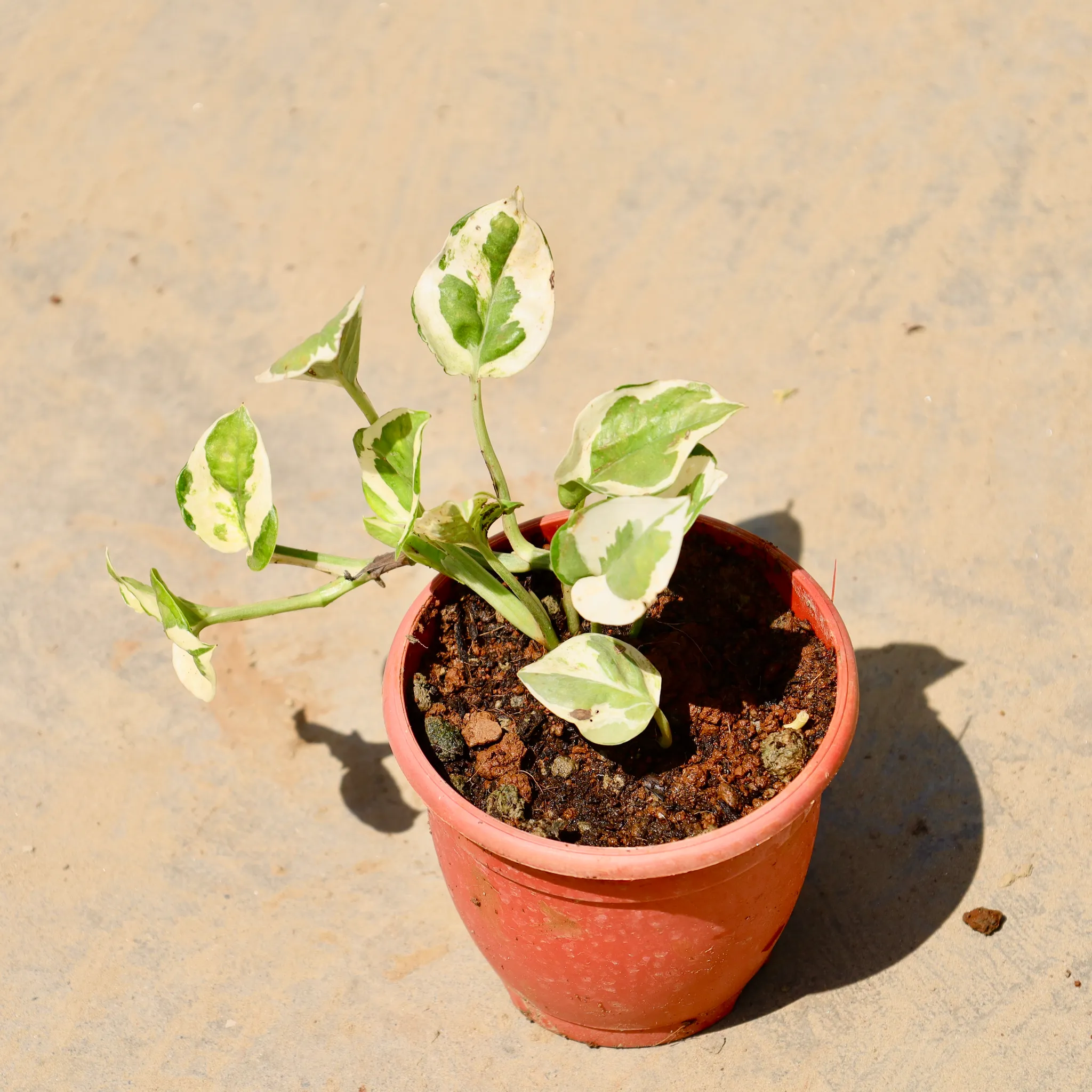 Money Plant N'Joy in 4 Inch Nursery Pot