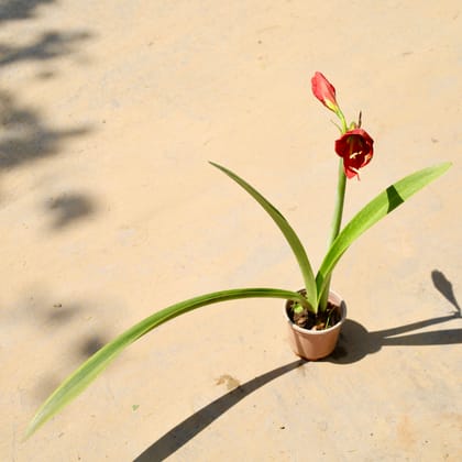 Buy Amaryllis Lily in 4 Inch Nursery Pot Online | Urvann.com