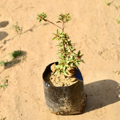 Buy Hamelia / Firebush (any colour) in 4 Inch Nursery Bag Online | Urvann.com