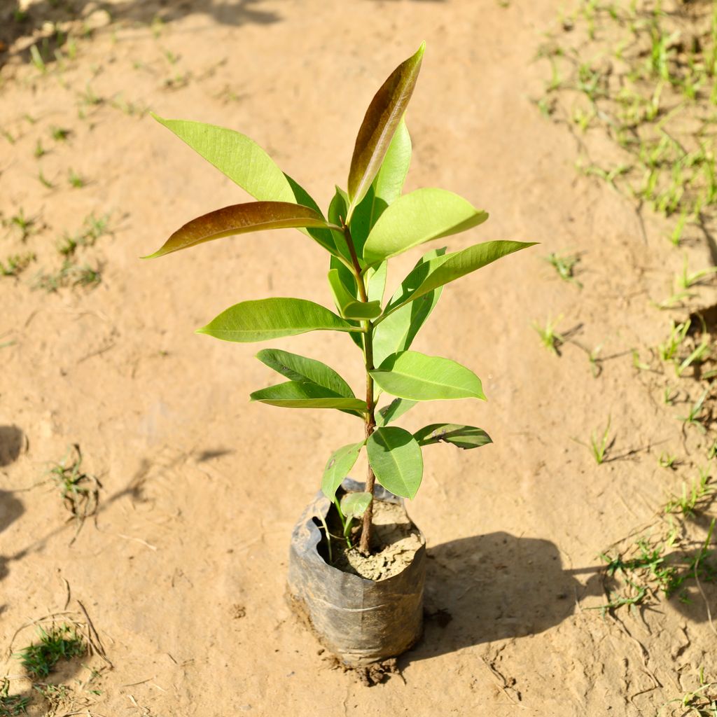 Buy Thai Jamun in 5 Inch Nursery Bag Online | Urvann.com Thai Jamun in 5 Inch Nursery Bag