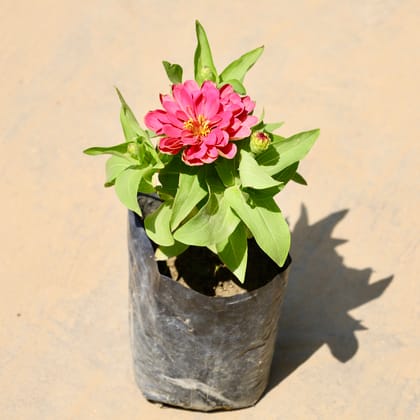 Buy Zinnia in 4 Inch Nursery Bag Online | Urvann.com