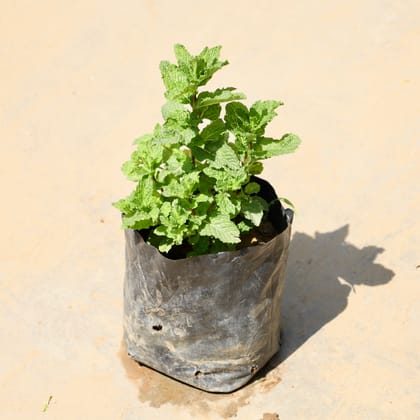 Buy Mint / Pudina in 4 Inch Nursery Bag Online | Urvann.com