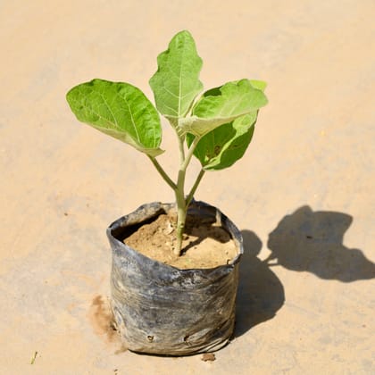 Buy Brinjal / Baigan Hybrid in 4 Inch Nursery Bag Online | Urvann.com