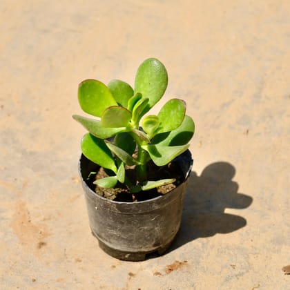 Buy Crassula Ovata Succulent in 3 Inch Nursery Pot Online | Urvann.com