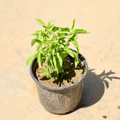 Buy Rama Tulsi in 5 Inch Nursery Pot Online | Urvann.com