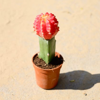 Buy Moon Cactus in 3 Inch Nursery Pot Online | Urvann.com