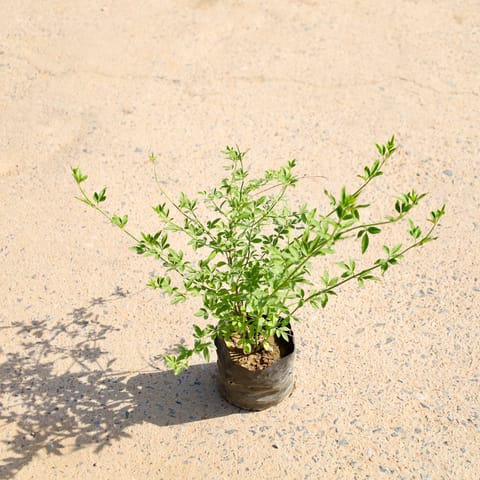 Chameli in 4 Inch Nursery Bag