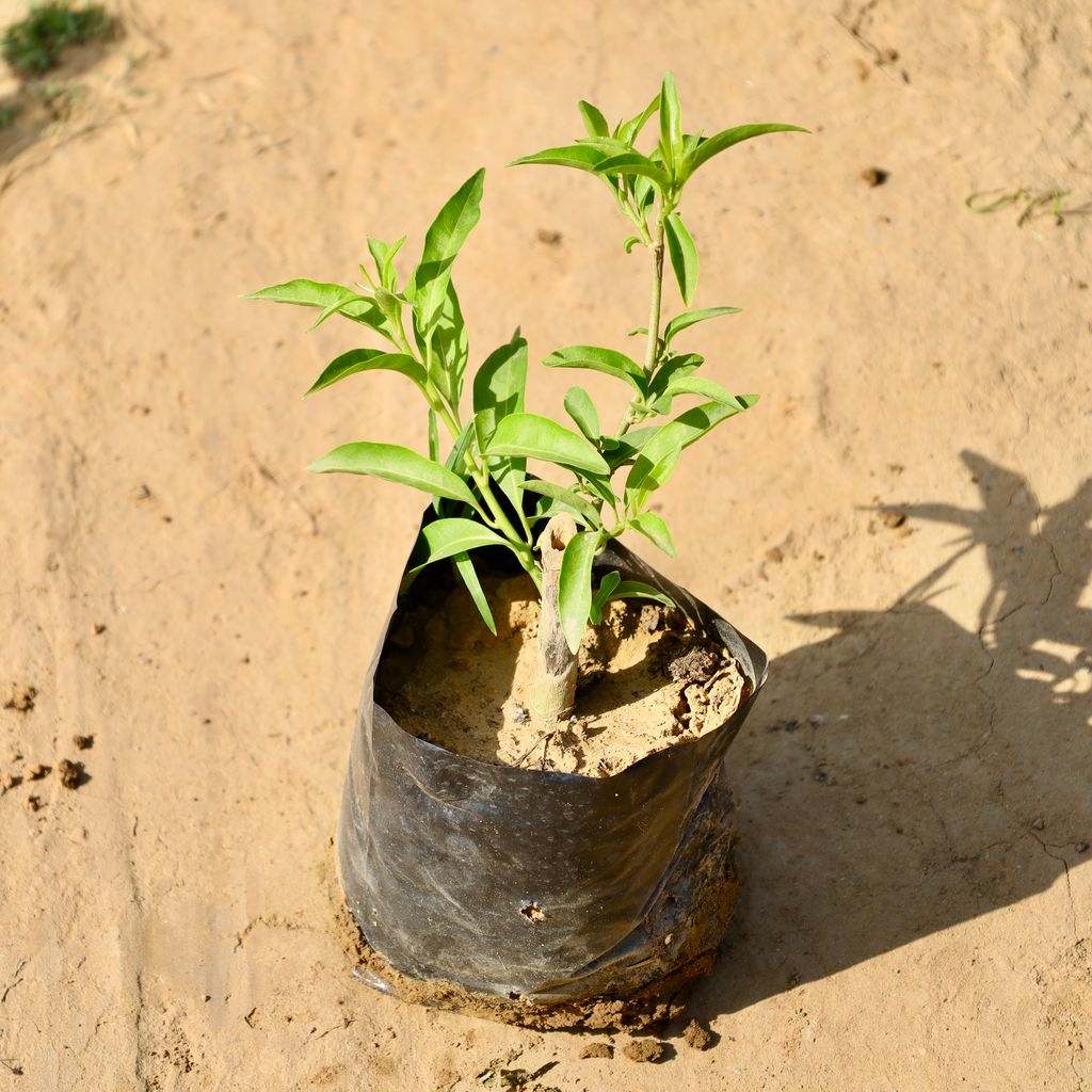 Raat Ki Rani / Night Blooming Jasmine White in 4 Inch Nursery Bag