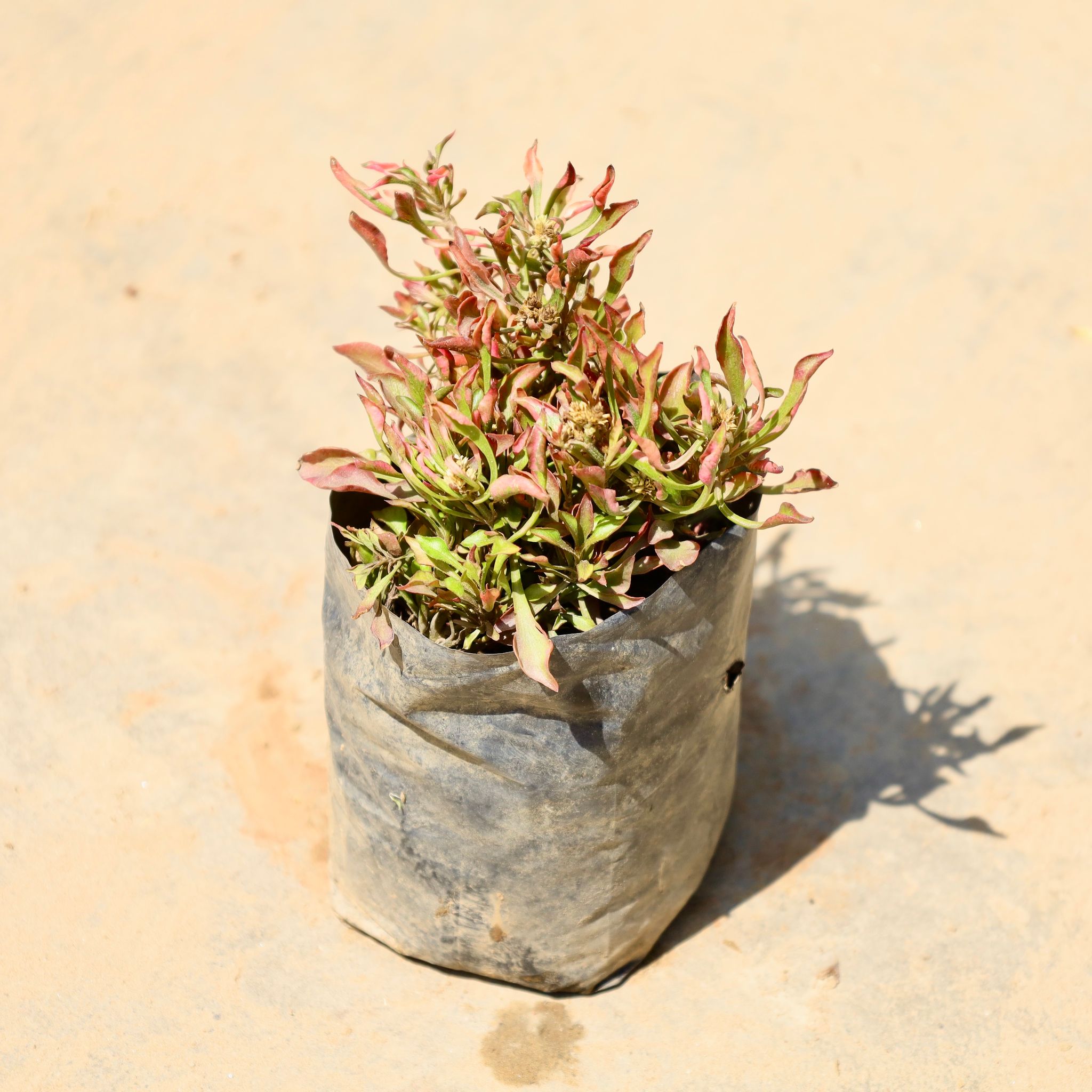 Alternanthera Red in 4 Inch Nursery Bag