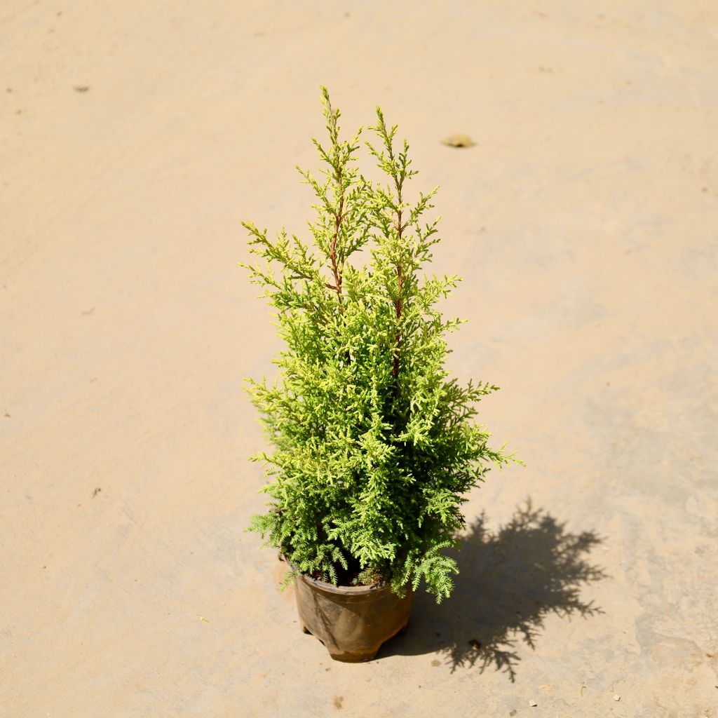 Buy Golden Cypress in 5 Inch Nursery Pot Online | Urvann.com Golden Cypress in 5 Inch Nursery Pot