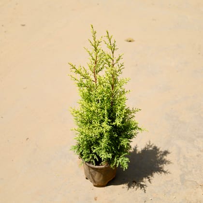 Buy Golden Cypress in 5 Inch Nursery Pot Online | Urvann.com