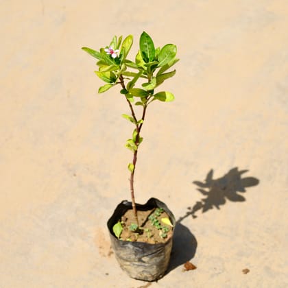 Buy Periwinkle / Sadabahar / Vinca (any colour) in 4 Inch Nursery Bag Online | Urvann.com