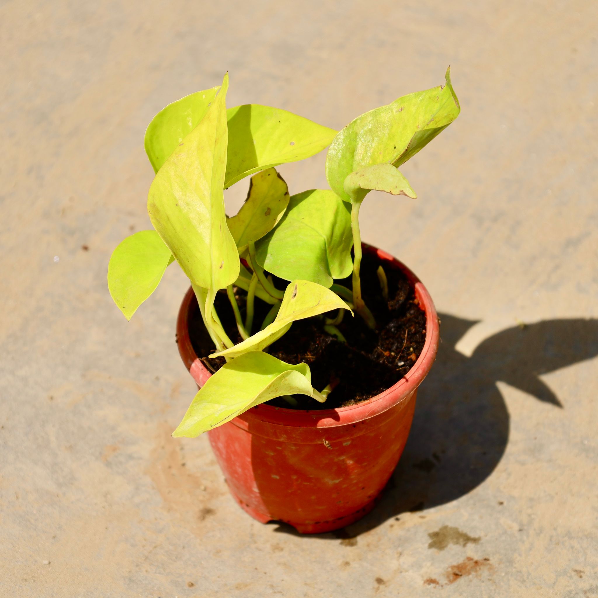 Money Plant Golden in 4 Inch Nursery Pot