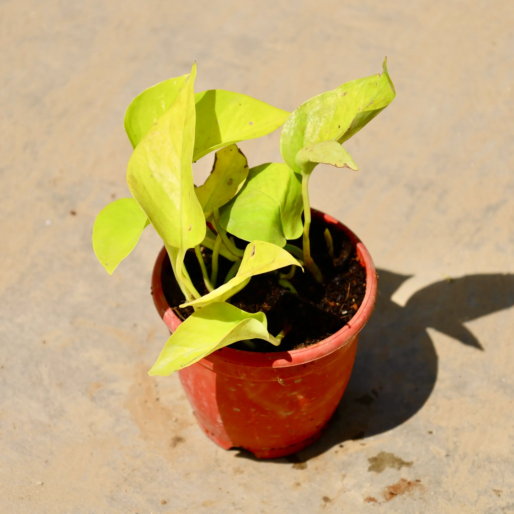 Money Plant Golden in 4 Inch Nursery Pot