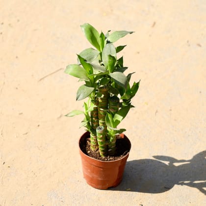 Buy Chinese Bamboo in 4 Inch Nursery Pot Online | Urvann.com