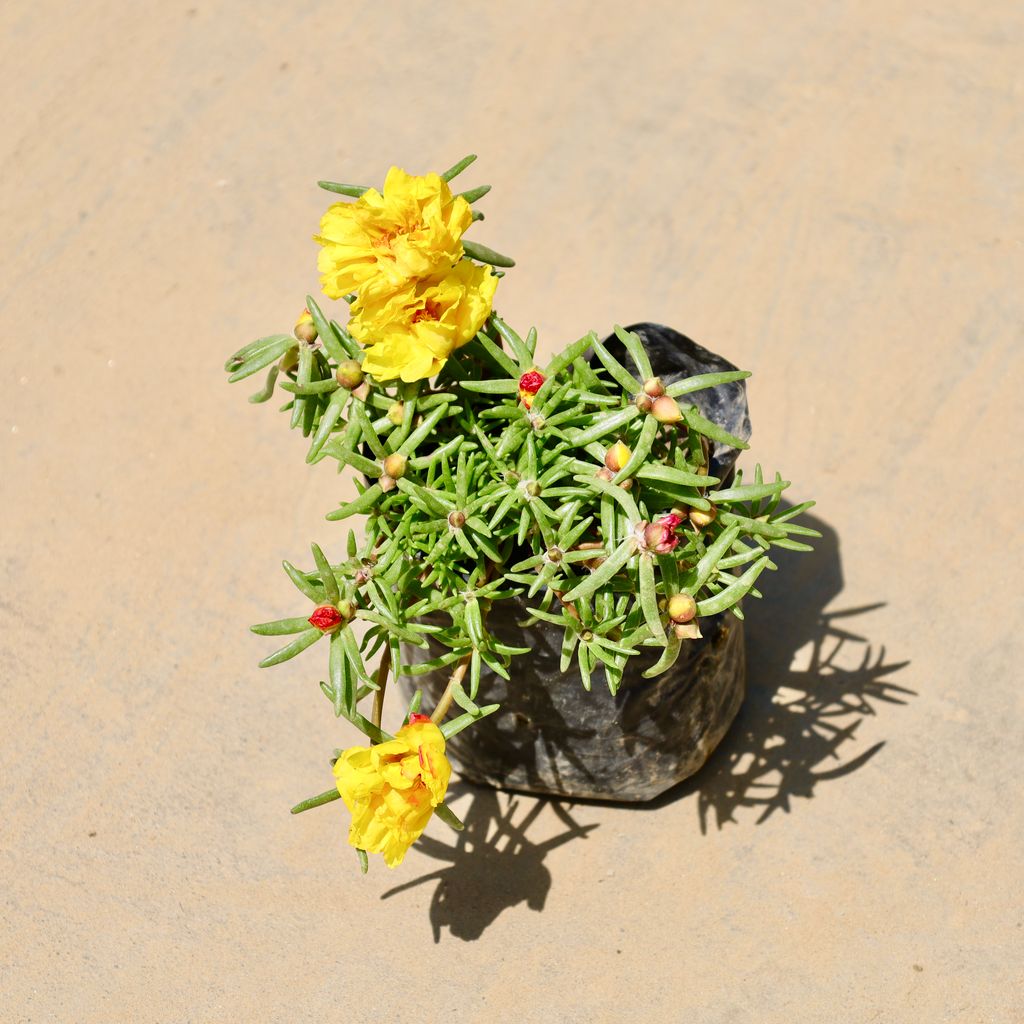Buy Portulaca Moss Rose (any colour) in 4 Inch Nursery Bag Online | Urvann.com Portulaca Moss Rose (any colour) in 4 Inch Nursery Bag