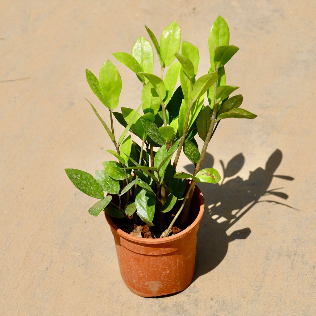 Buy Zz Green in 5 Inch Nursery Pot Online | Urvann.com Zz Green in 5 Inch Nursery Pot